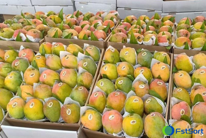 images/1683709767977mango sorting machine.jpg